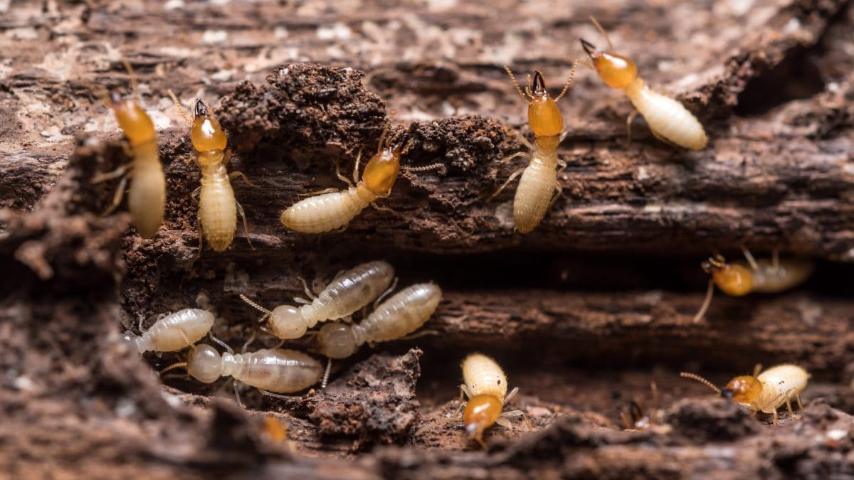 Colonia de termitas ¿cómo se forman las colonias de termitas