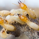 eliminar-termitas-mallorca