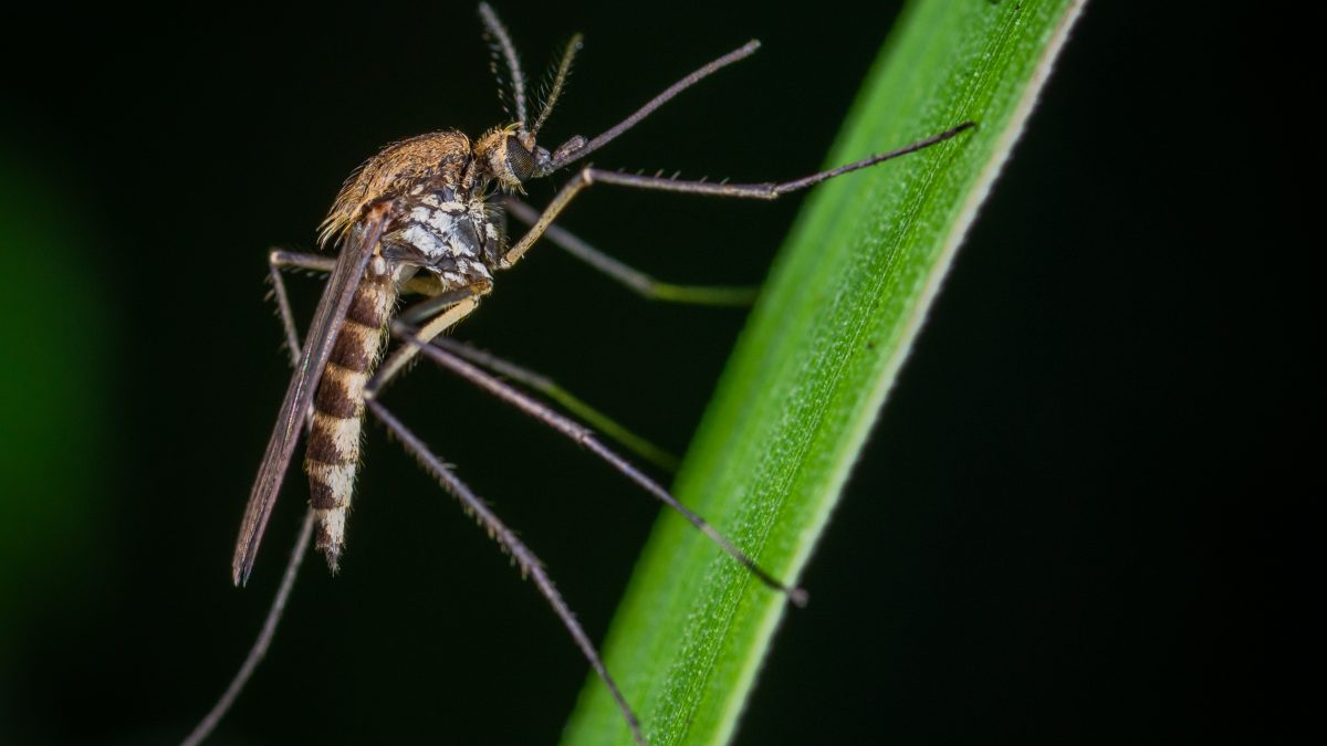 Remedios caseros y no tan caseros para evitar la plaga de mosquitos