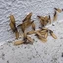 termitas-aladas