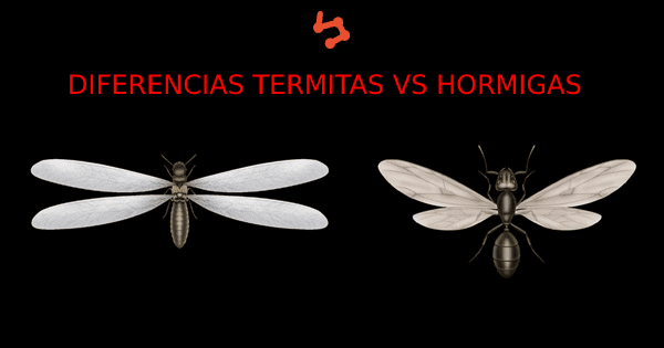 Termitas vs hormigas, ¿en que se diferencian